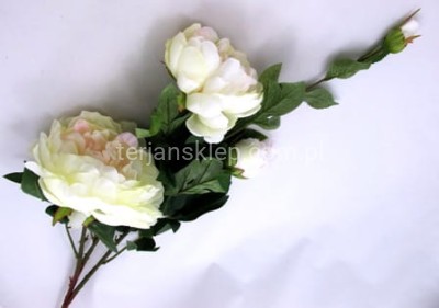 Peonia SUN117 ivory #2875