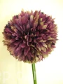 IMG_2347.jpg