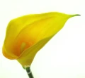 b32fdde89215c93e48b79ec3c1f3e07bf9d50ff6