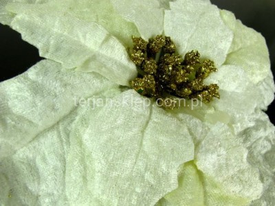 Gwiazda betlejemska welur XM007  krem ze zł. środkiem