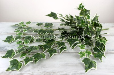 Bluszcz B013 hedera ziel./biała