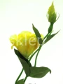 535970314e5dd6bb60314cdd0db4851364f26d2a