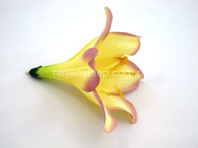 Lilia kielichowa J180 lemon lavender #L09 (lemon z obrzeżami)