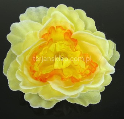 Peonia K089 (12 szt) cream orange