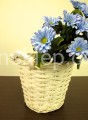 IMG_7290.jpg