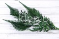 IMG_3519.JPG