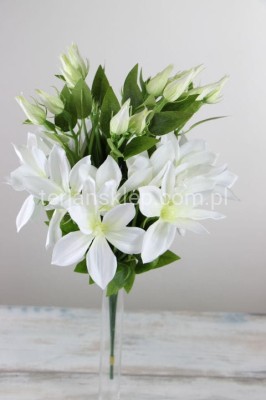 Clematis - pik SUN500 (12 szt) white