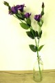 IMG_7331.jpg