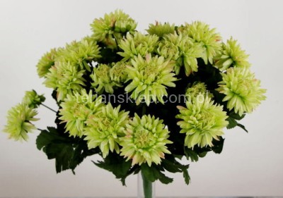 Bukiet astrów SUN460 zielony #ass3