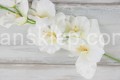 00000319.JPG