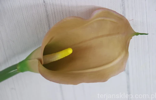 00005265.JPG