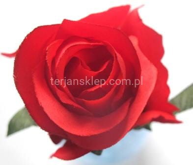 Róża F036 (12 szt) red