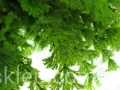 IMG_2897.jpg