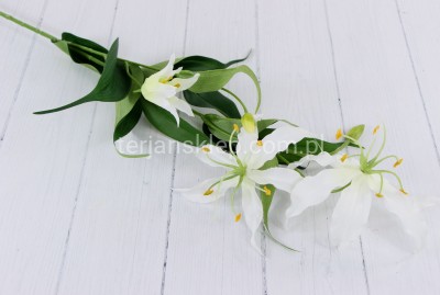 Glorioza SUN588 white #1346
