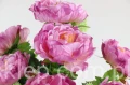 00007649_Easy-Resize.com.jpg