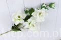 00007687_Easy-Resize.com.jpg