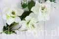00007688_Easy-Resize.com.jpg
