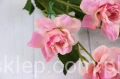 00007690_Easy-Resize.com.jpg