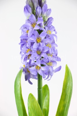 Hiacynt z liśćmi SUN561 lt violet #2325 / #ass1