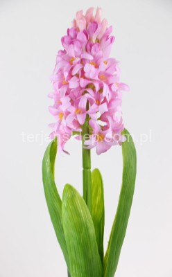 Hiacynt z liśćmi SUN561 powder pink #2824 / lt pink #ass1