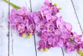 00003981.JPG