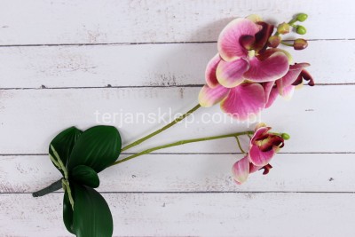 Storczyk gał. podwójna z liśćmi LY026 pink green #11