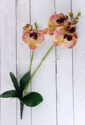 Storczyk gał. podwójna z liśćmi LY026 green pink #8