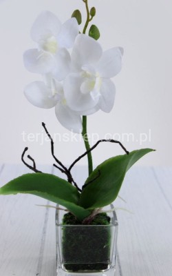 Storczyk mini w szkle CV08303 white #1