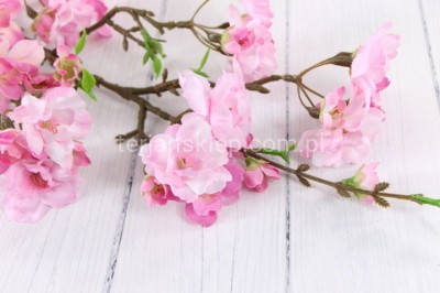 Jabłoń gał. SUN548 lt pink #2214