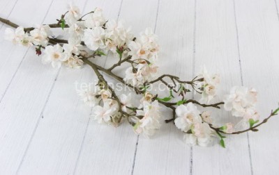 Jabłoń gał. SUN548 apricot #2211