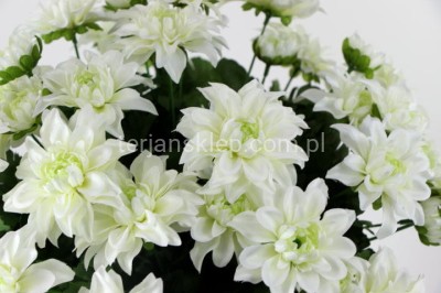 Bukiet dalii / margaretek SUN569 cream #1842 / 2053