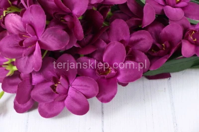 Storczyk Cymbidium gał. G031 / AUT (8 szt) dk beauty