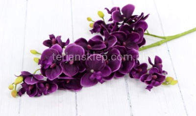 Storczyk gał. drobny SUN230 purple #12A