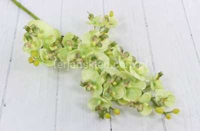 Storczyk gał. drobny SUN230 lt green #824A