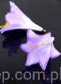 00011077.JPG