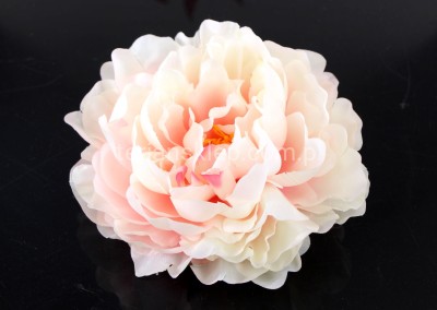 Peonia wyrobowa SUN406 (12 szt) peach #164