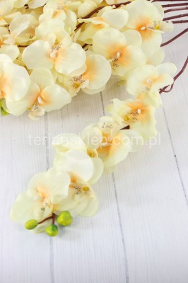 Storczyk gał. BL020 / L1012 (12 szt) old cream (lemon)