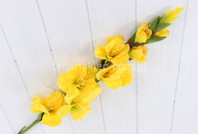 Mieczyk gał. SUN367 yellow green #2394