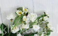 00011785.JPG