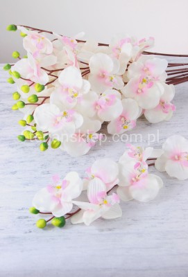 Storczyk gał. BL020 / L1012 (12 szt) cream/pink (różowy środek)