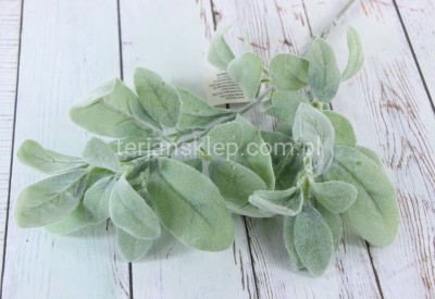 Starzec gał. CS320 j.ziel.