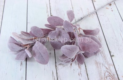 Starzec gał. CS320 róż