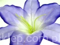 ac94d9016a62745e1843c561845b5c48ba7151a5