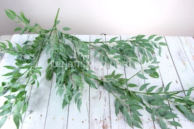 Gałąź bluszczowa Ruskus BL045 (1 szt) powder green
