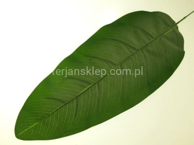 Liść bananowca omszały B024 (12 szt)