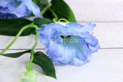 Eustoma SUN357 (12 szt) pearl blue #2269