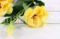 IMG_8541.JPG