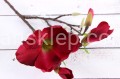 IMG_8591.JPG