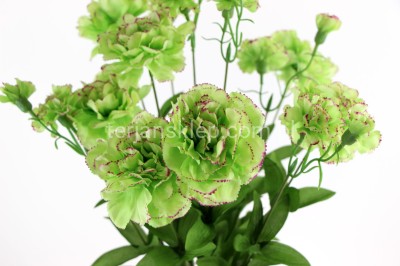 Bukiet goździków SUN495 green edge fuchsia #mix 4