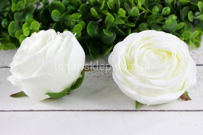 Camelia wyrobowa / pełnik SUN564 (12 szt) ecru #3060